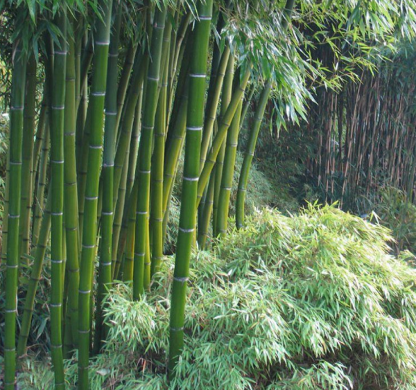 Taman dengan Pohon Bambu Raksasa